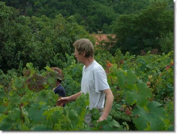 vendange 2005 10